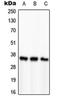 PCNA antibody, orb214367, Biorbyt, Western Blot image 