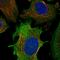 UL16 Binding Protein 1 antibody, HPA071005, Atlas Antibodies, Immunofluorescence image 