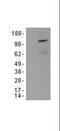 V5 epitope tag antibody, 14-6796-80, Invitrogen Antibodies, Western Blot image 