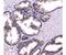 Homogentisate 1,2-Dioxygenase antibody, LS-C662945, Lifespan Biosciences, Immunohistochemistry paraffin image 