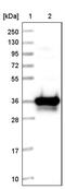 Proline-serine-threonine phosphatase-interacting protein 2 antibody, PA5-59364, Invitrogen Antibodies, Western Blot image 