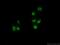 SAFB1 antibody, 21857-1-AP, Proteintech Group, Immunofluorescence image 
