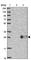 Amelotin antibody, HPA036136, Atlas Antibodies, Western Blot image 