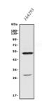 Endothelin Receptor Type A antibody, A01828-4, Boster Biological Technology, Western Blot image 