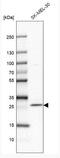 Family With Sequence Similarity 168 Member A antibody, NBP1-81525, Novus Biologicals, Western Blot image 