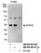 CDC42 Effector Protein 3 antibody, NB100-88140, Novus Biologicals, Western Blot image 