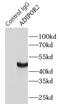 Adiponectin Receptor 2 antibody, FNab00171, FineTest, Immunoprecipitation image 