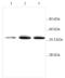 BAI1 Associated Protein 2 Like 1 antibody, orb313917, Biorbyt, Western Blot image 