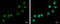TP53 Target 5 antibody, GTX118881, GeneTex, Immunofluorescence image 