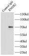Ecto-NOX disulfide-thiol exchanger 2 antibody, FNab02771, FineTest, Immunoprecipitation image 