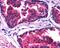 Phosphatidate phosphatase LPIN3 antibody, 45-837, ProSci, Immunohistochemistry frozen image 