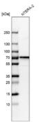 Cell Division Cycle Associated 7 Like antibody, NBP1-83074, Novus Biologicals, Western Blot image 
