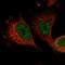 SH3 Domain Binding Protein 2 antibody, NBP1-85458, Novus Biologicals, Immunofluorescence image 