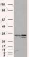 Pim-2 Proto-Oncogene, Serine/Threonine Kinase antibody, TA501064, Origene, Western Blot image 