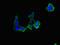 Ring Finger Protein 5 antibody, LS-C676411, Lifespan Biosciences, Immunofluorescence image 
