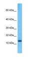 Peptidylprolyl Isomerase A Like 4A antibody, orb327083, Biorbyt, Western Blot image 