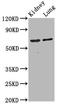 Serine/arginine repetitive matrix protein 4 antibody, LS-C681458, Lifespan Biosciences, Western Blot image 