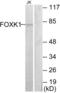 Forkhead Box K1 antibody, abx013562, Abbexa, Western Blot image 