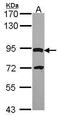 Dpy-19 Like 4 antibody, GTX106885, GeneTex, Western Blot image 