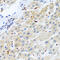 Regulator of G-protein signaling 5 antibody, abx006413, Abbexa, Western Blot image 