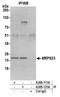 Mitochondrial Ribosomal Protein S23 antibody, A305-111A, Bethyl Labs, Immunoprecipitation image 