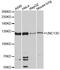 Unc-13 Homolog D antibody, A03088, Boster Biological Technology, Western Blot image 