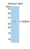 Intelectin-1 antibody, LS-C294698, Lifespan Biosciences, Western Blot image 