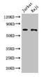 Cell Division Cycle 25B antibody, CSB-PA004995LA01HU, Cusabio, Western Blot image 