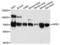 Atrial natriuretic peptide receptor 3 antibody, LS-B15482, Lifespan Biosciences, Western Blot image 