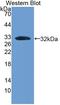 BMP Binding Endothelial Regulator antibody, LS-C689168, Lifespan Biosciences, Western Blot image 