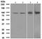 Rap guanine nucleotide exchange factor 3 antibody, TA307796, Origene, Western Blot image 
