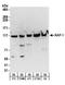 Tripartite Motif Containing 28 antibody, A300-274A, Bethyl Labs, Western Blot image 