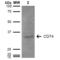 CD74 antibody, LS-C773476, Lifespan Biosciences, Western Blot image 