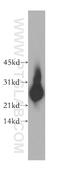 Sperm surface protein Sp17 antibody, 13367-1-AP, Proteintech Group, Western Blot image 