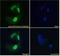 Protein Phosphatase 1 Regulatory Subunit 15A antibody, GTX74479, GeneTex, Immunofluorescence image 