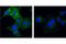 EGFR antibody, 5616S, Cell Signaling Technology, Immunofluorescence image 