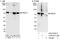 Serine And Arginine Rich Splicing Factor 4 antibody, A303-671A, Bethyl Labs, Western Blot image 