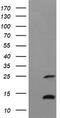 Tumor Necrosis Factor antibody, TA506514S, Origene, Western Blot image 