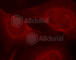 BCL2 Like 11 antibody, AP0313, ABclonal Technology, Immunofluorescence image 