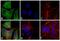 Mouse IgG (H+L) antibody, A24501, Invitrogen Antibodies, Immunofluorescence image 