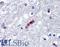 Myelin Basic Protein antibody, LS-B2231, Lifespan Biosciences, Immunohistochemistry paraffin image 