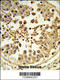 Diaphanous Related Formin 2 antibody, 63-930, ProSci, Immunohistochemistry paraffin image 