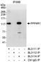 Serine/threonine-protein phosphatase 4 regulatory subunit 1 antibody, A300-837A, Bethyl Labs, Immunoprecipitation image 