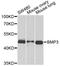 Bone morphogenetic protein 3 antibody, A6877, ABclonal Technology, Western Blot image 