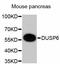 Dual specificity protein phosphatase 6 antibody, abx125328, Abbexa, Western Blot image 