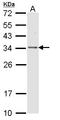 F-actin-capping protein subunit beta antibody, LS-C185421, Lifespan Biosciences, Western Blot image 