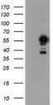 Non-POU Domain Containing Octamer Binding antibody, TA504777S, Origene, Western Blot image 