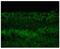 Connexin-45 antibody, 41-1700, Invitrogen Antibodies, Immunofluorescence image 