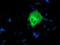 NUCB1 antibody, TA503930, Origene, Immunofluorescence image 