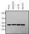 Ras-related protein Rap-1A antibody, NBP2-22527, Novus Biologicals, Western Blot image 